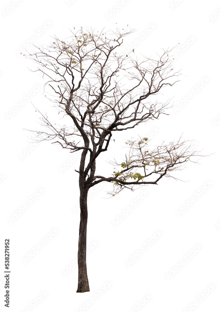 Single old and dead tree isolated Single old and dead tree isolated