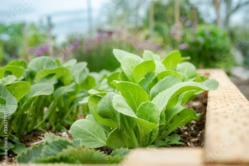 Bok choy in raised garden bed outside. Young Bok choy plants growing in rows with defocused garden background. Leafy vegetables also known as. Brassica rapa, pak choi or pok choi. Selective focus. photo