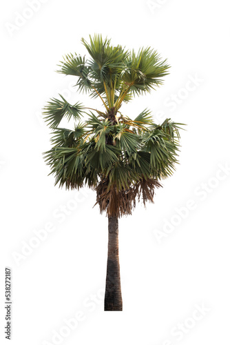 Fototapeta Naklejka Na Ścianę i Meble -  Sugar palm trees isolated