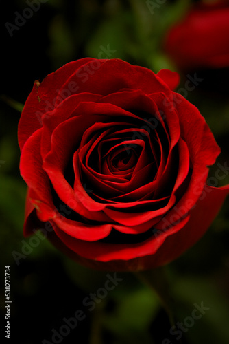 A close up image of a beautiful red rose - celebrating the incredible colors of nature