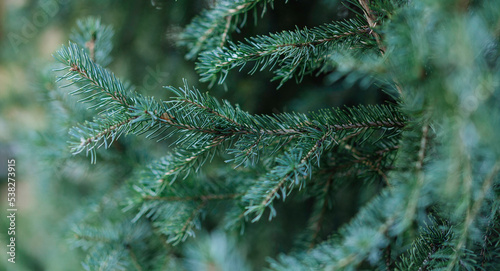 macro of blue pine needles. Christmas background, Christmas concept. © Viktoria Ostroushko