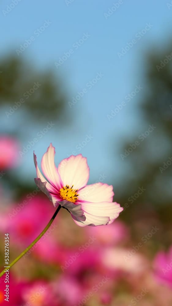  Cute pink cosmos flowers blooming and blowing in wind in autumn or fall, Flora or blossom background, Vertical video for smartphone footage