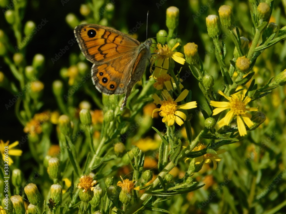A wall brown, or Lasiommata megera butterfly on false yellowhead, or Dittrichia viscosa, wild plant flowers