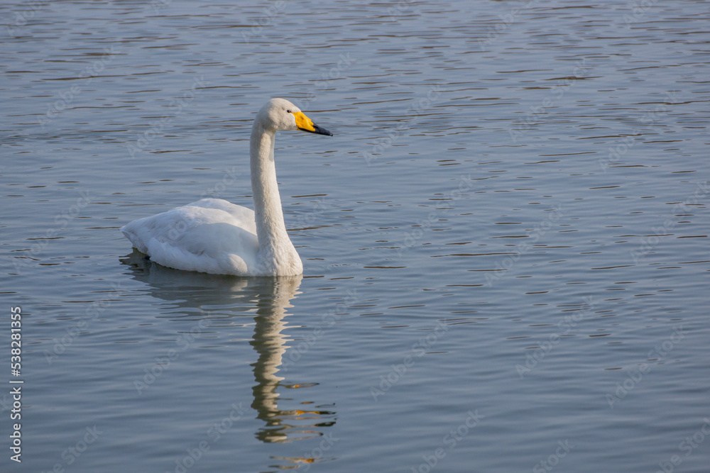 swan on the lake in Japan swan on the lake in Japan