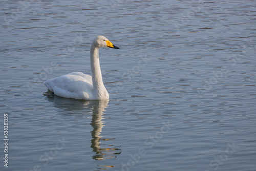 swan on the lake in Japan