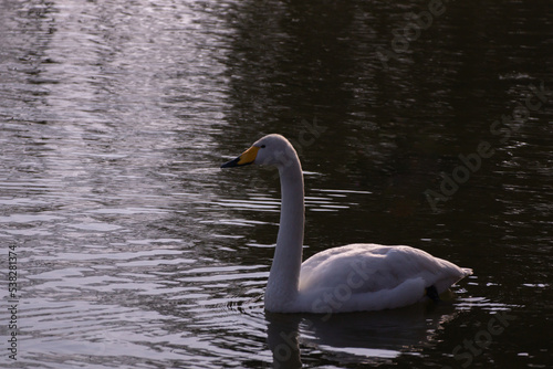 swan on the lake in hjapan
