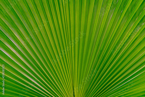 palm leaf background Nature of green leaf in garden Natural green leaves plants using as spring background or greenery wallpaper