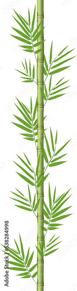 Obraz premium Bamboo stems with leaves