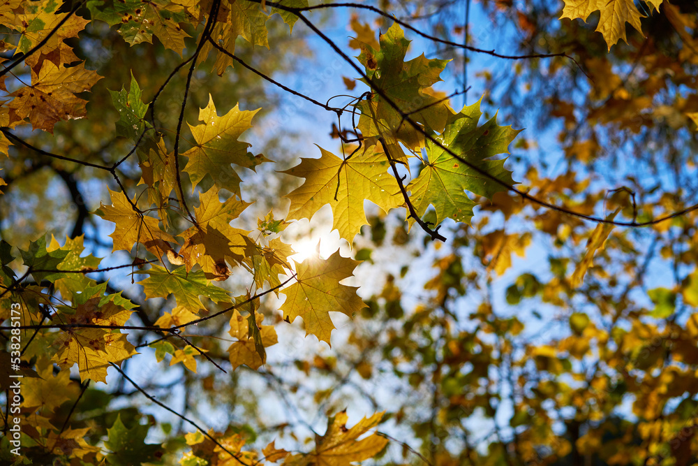 Golden autumn leaves on blue sky background. Golden autumn leaves on blue sky background.