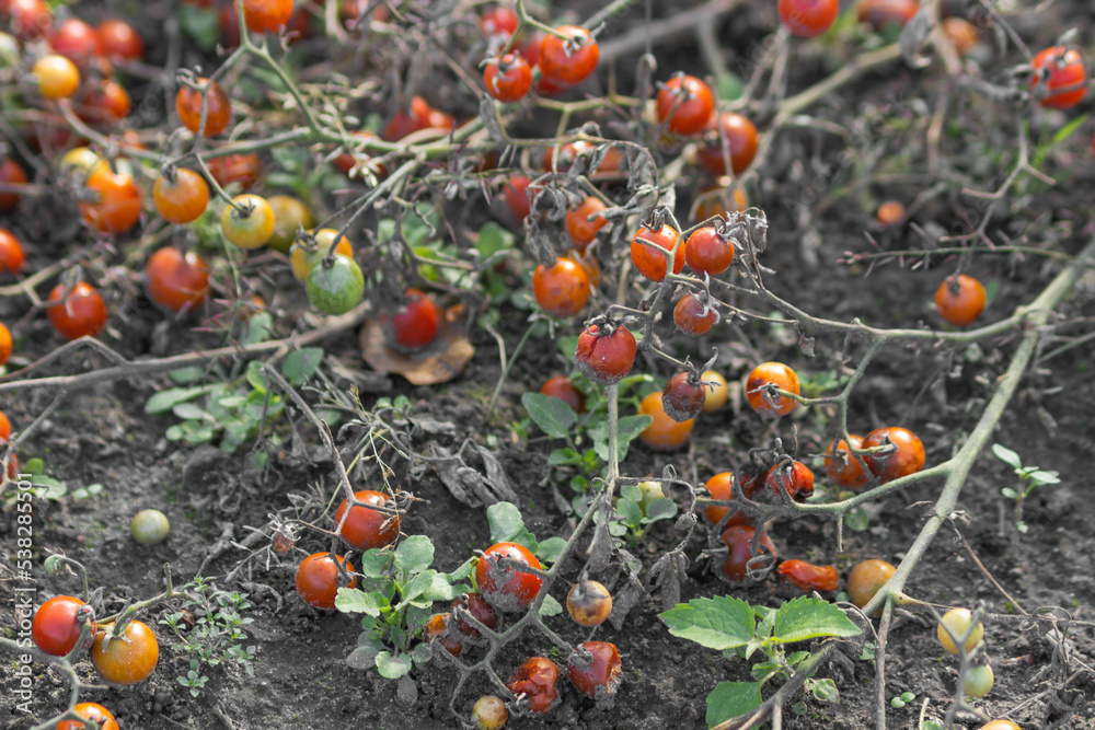 Small red Cherry tomatoes - Lycopersicon esculentum growing in organic greenhouse garden. Ripe tomatoes ready to harvest