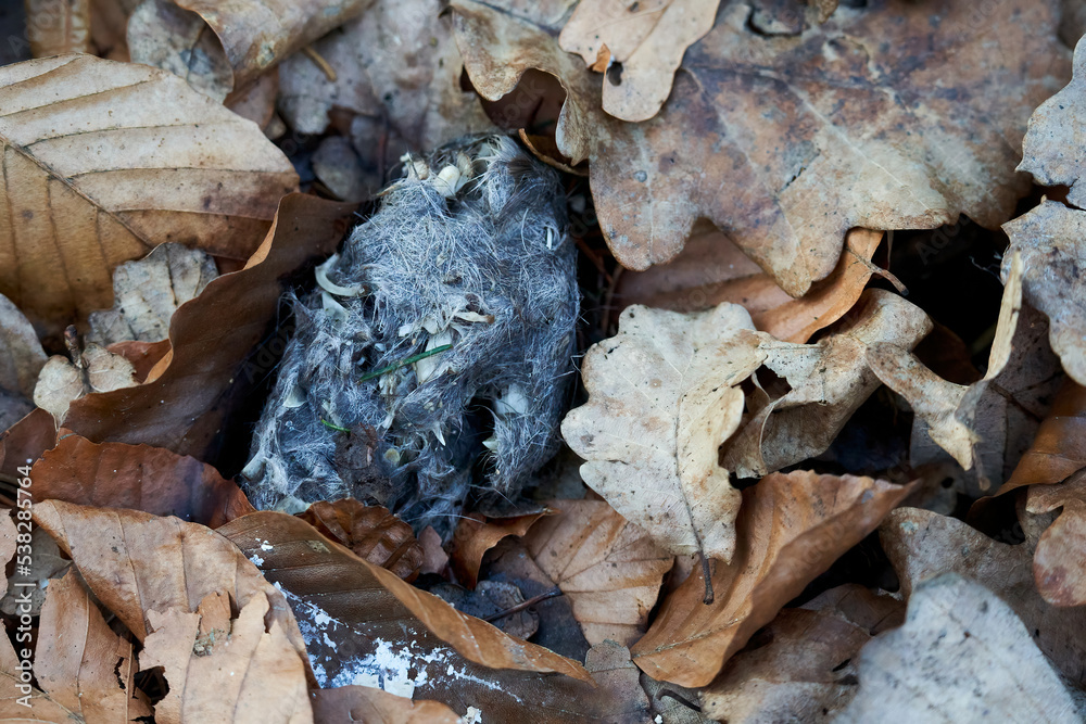 Rubble (Gewölle) of a bird of prey between foliage. Spitball of eagle owl. Undigested food residues. Rubble (Gewölle) of a bird of prey between foliage. Spitball of eagle owl. Undigested food residues.