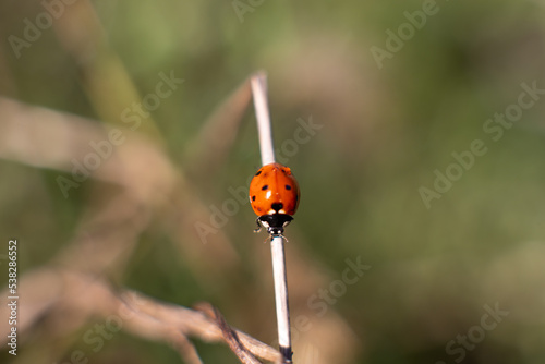 ladybird on a leaf