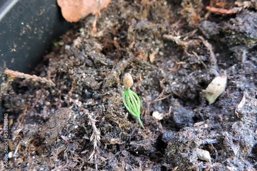 A pine seedling with a seed coat at the top