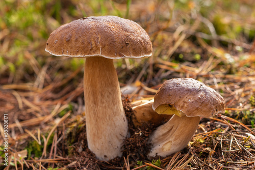 Two boletus edulis. Fresh edible mushrooms among pine needles