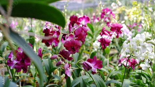 Beautiful dendrobium orchid flowers at the field 