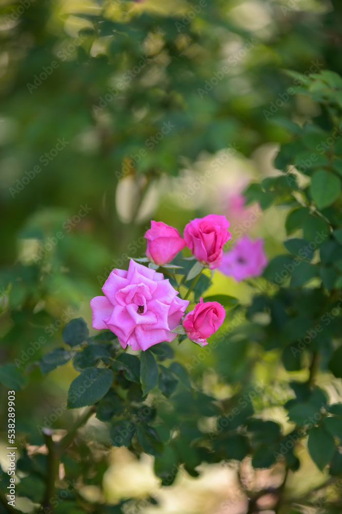 Fototapeta premium バラ