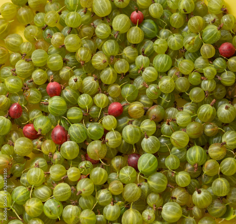 Texture of green unripe gooseberries interspersed with red ripe ones