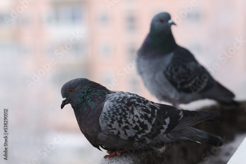Two gray city pigeon sits on the window