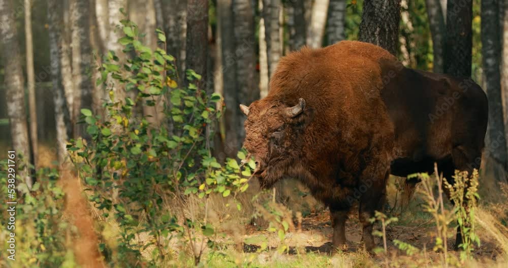 European Bison Or Bison Bonasus, Also Known As Wisent Or European Wood Bison In Autumn Forest 4K European Bison Or Bison Bonasus, Also Known As Wisent Or European Wood Bison In Autumn Forest 4K