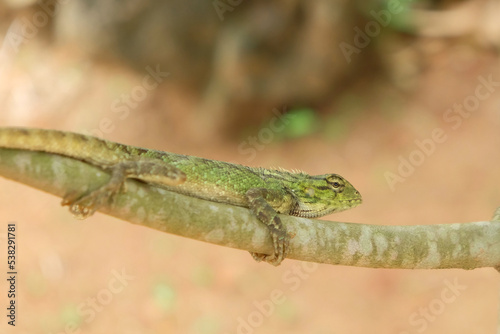 A lizard or garden chameleon camouflaged on a tree branch