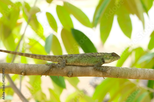 A lizard or garden chameleon camouflaged on a tree branch