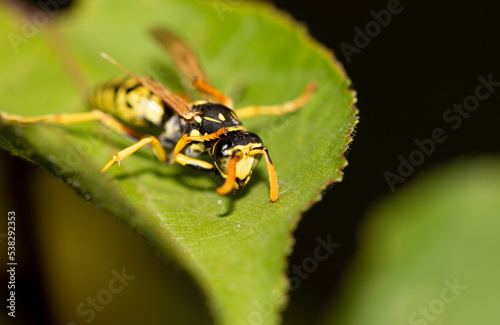 Wasp on a green leaf.