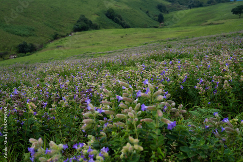 Neelakurinji Flower - The flower that blooms in 12 years photo
