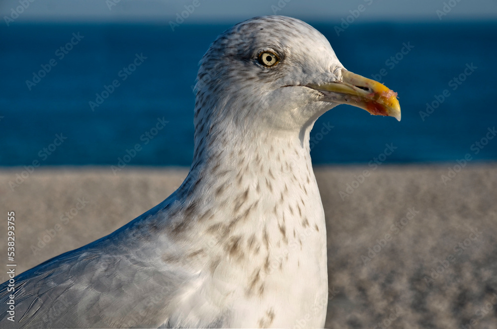 Profile portrait of juvenile herring gull (Larus argentatus) at the seaside in french brittany Profile portrait of juvenile herring gull (Larus argentatus) at the seaside in french brittany