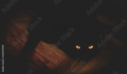 Yellow eyes of a black cat  Staring into the night, feeling frightened, shocked