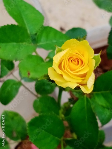 yellow rose in garden