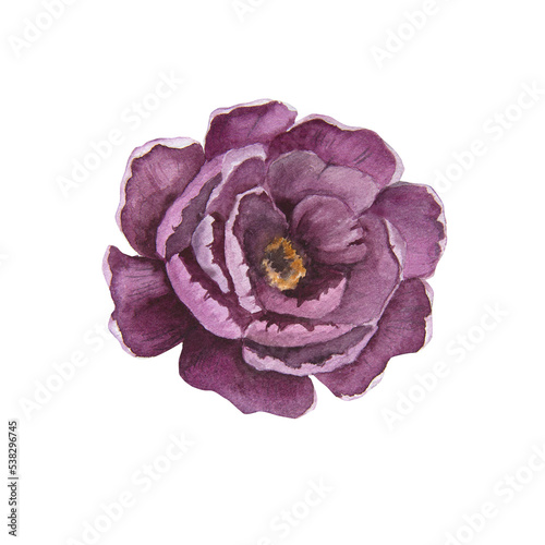 Watercolor illustration of voilet peony flower isolated