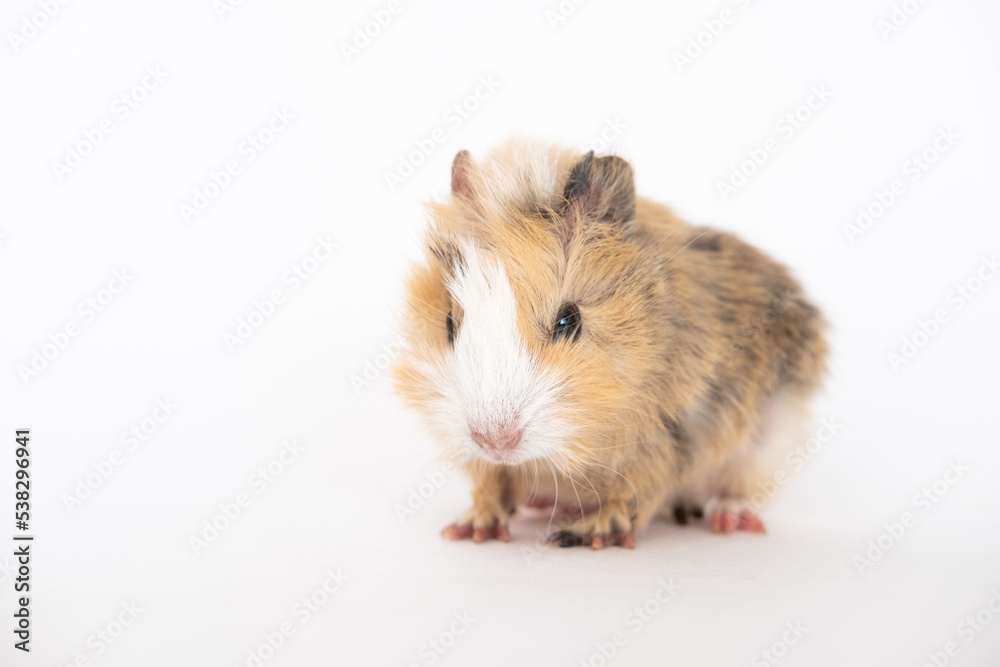 angry guinea pig on a white background angry guinea pig on a white background