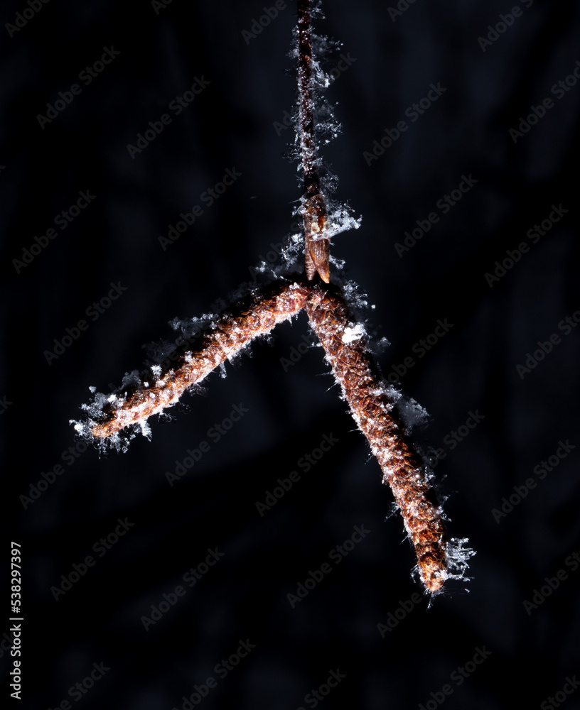 Naklejka premium White snowflakes on a branch with birch seeds isolated on a black background.