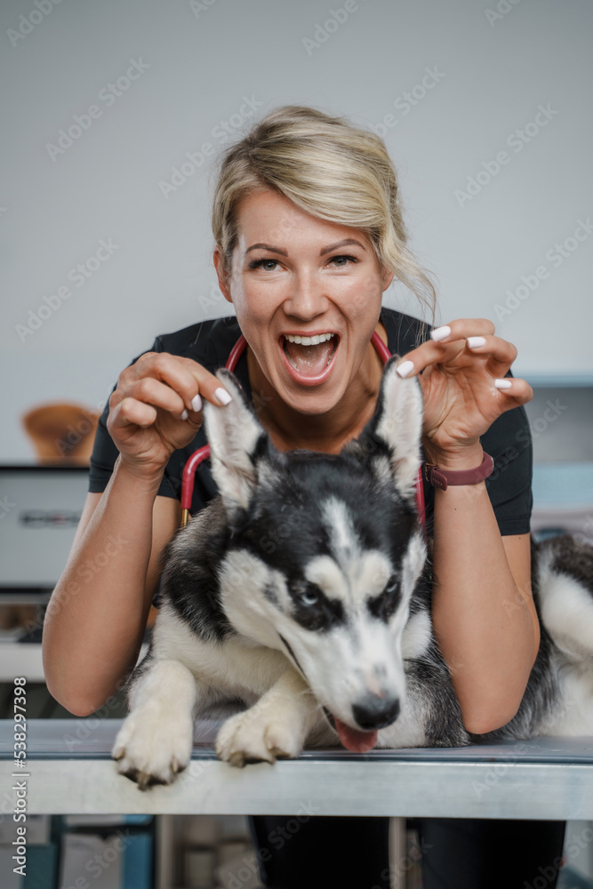 Obraz premium Portrait of female veterinarian specialist holding ears of purebred siberian husky dog.