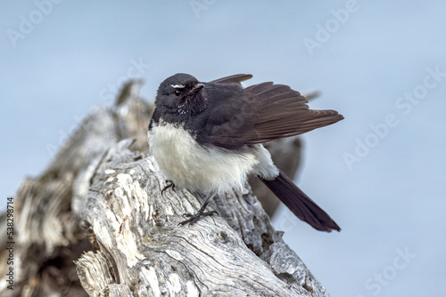 Willie Wagtail in Western Australia