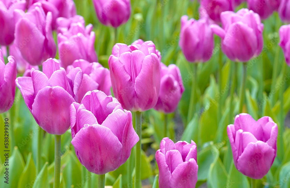 Pink purple delicate tulips on a green field Pink purple delicate tulips on a green field
