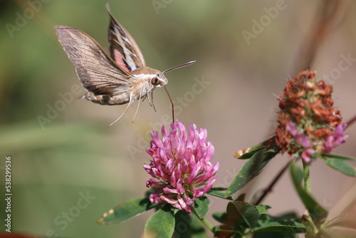 striped hawk-moth hovering over a pink red flower of a red clover