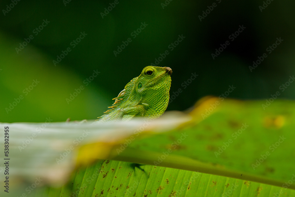 Maned Forest Lizard. Close up Green Lizard in leaf Maned Forest Lizard. Close up Green Lizard in leaf
