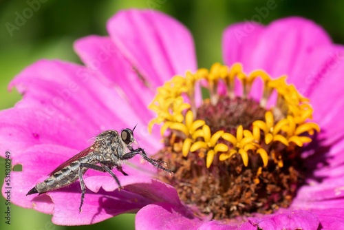 Macro focus shot of a robber fly on a pink flower petal in the garden with blur background photo