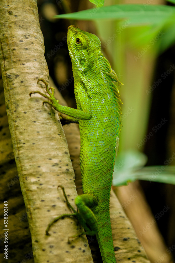 Maned Forest Lizard. Close up Green Lizard in leaf Maned forest lizard (Bronchocela jubata) Maned Forest Lizard. Close up Green Lizard in leaf Maned forest lizard (Bronchocela jubata)