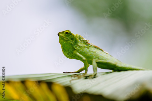Maned Forest Lizard. Close up Green Lizard in leaf (Bronchocela jubata)	