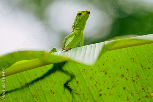 Maned Forest Lizard. Close up Green Lizard in leaf  (Bronchocela jubata)	 photo