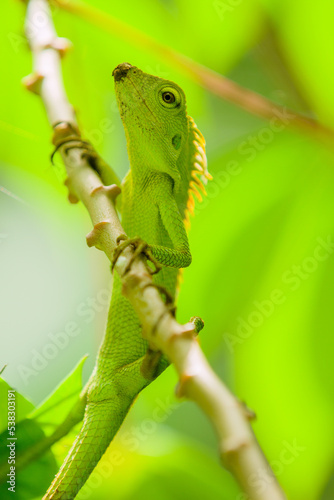 Fototapeta Naklejka Na Ścianę i Meble -  Maned Forest Lizard. Close up Green Lizard in leaf Maned forest lizard (Bronchocela jubata)
