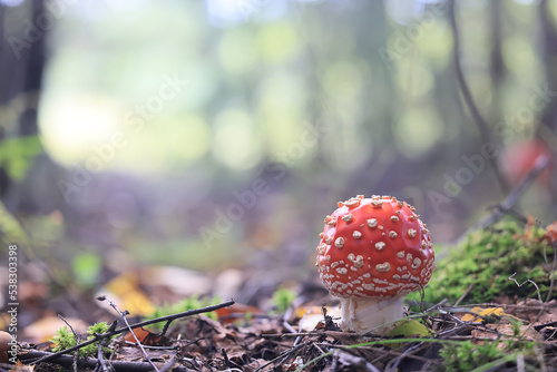 fly agaric red mushroom toxic poison dangerous hallucinogenic
