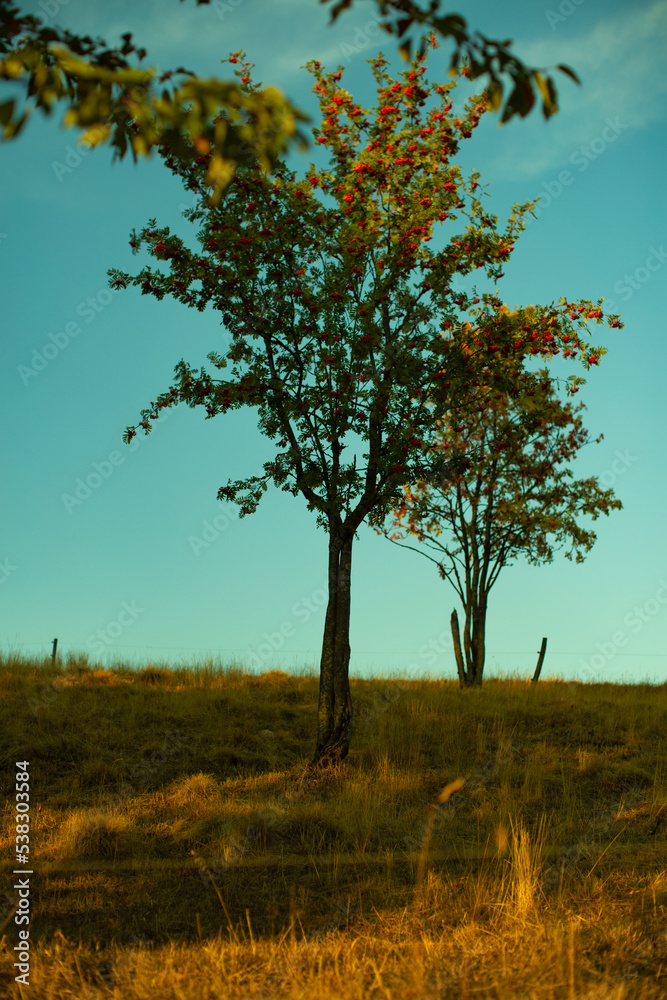 Fototapeta premium Beautiful tree in country side , Germany.