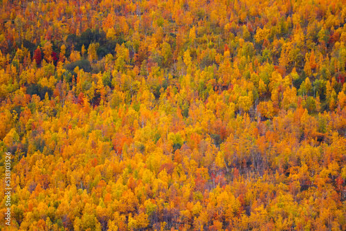 Photos Autumn in abisko national park, sweden
