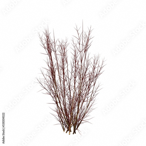 bush isolated on white background, 3D illustration, cg render