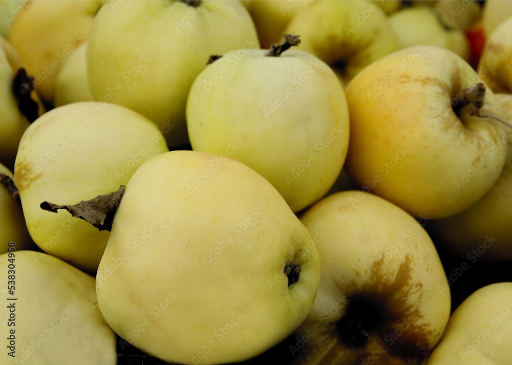 multicolor various tasty apples close up multicolor various tasty apples close up