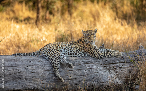 Male leopard   Panthera Pardus  relaxing on a trunk  Sabi Sands Game Reserve  South Africa.