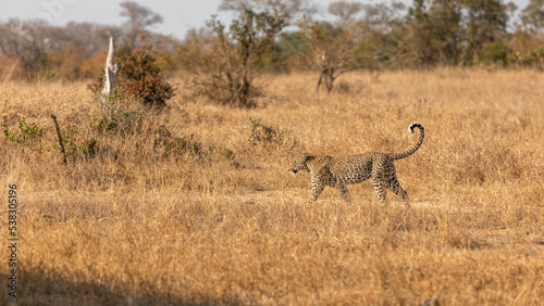 Fototapeta Naklejka Na Ścianę i Meble -  Male leopard ( Panthera Pardus) walking, Sabi Sands Game Reserve, South Africa.